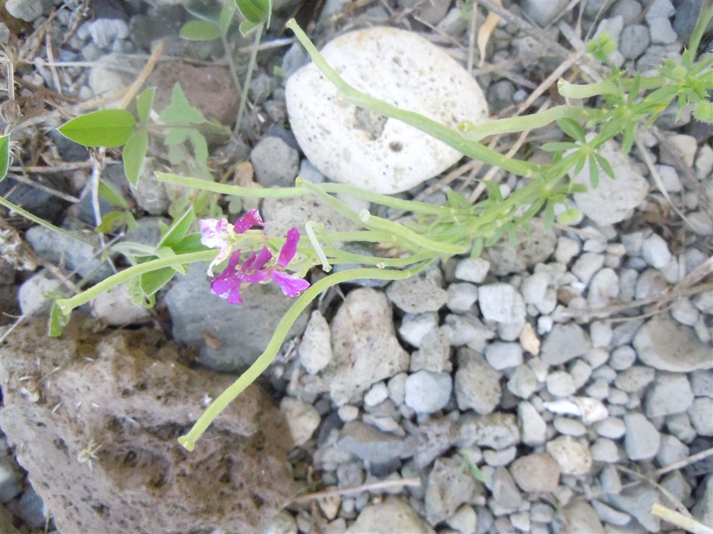 Brassicacea: Matthiola incana